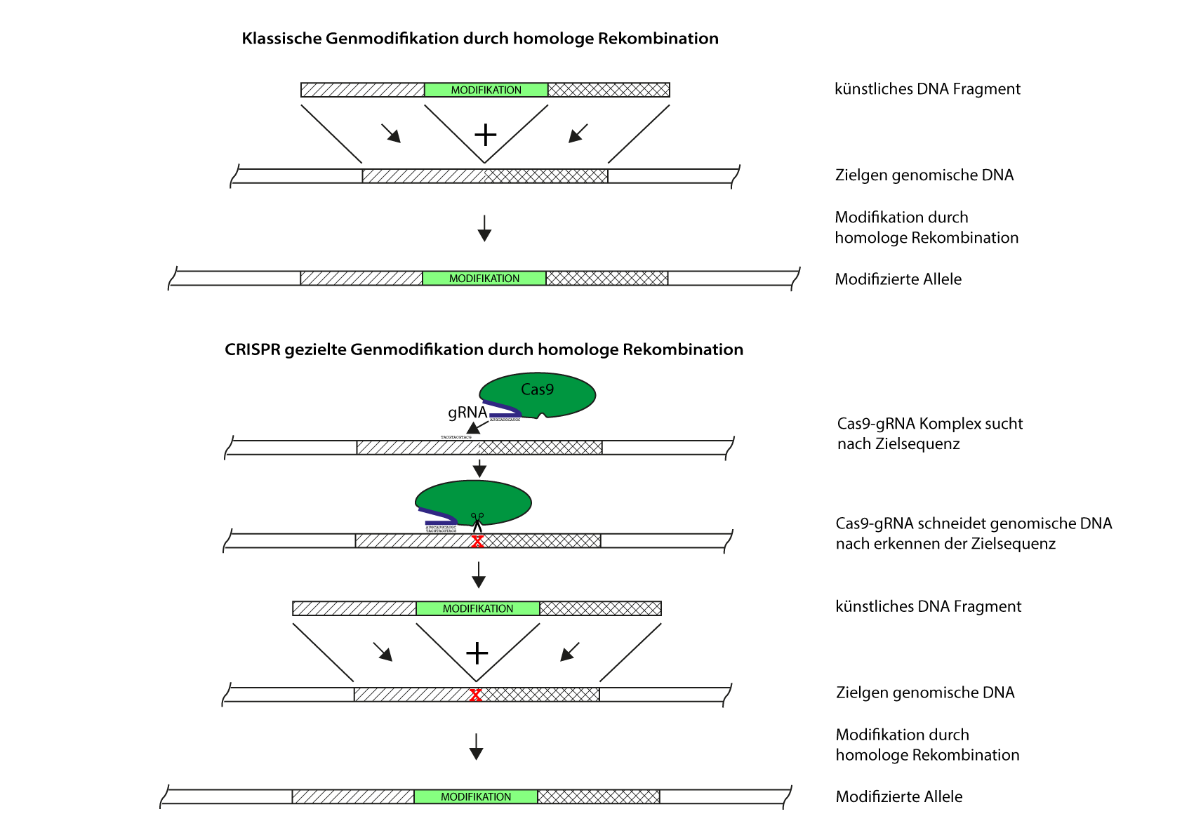 Darstellung konventionelles Gentargeting vs. CRISPR gesteuert